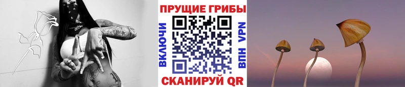 Псилоцибиновые грибы Psilocybine cubensis Калининград